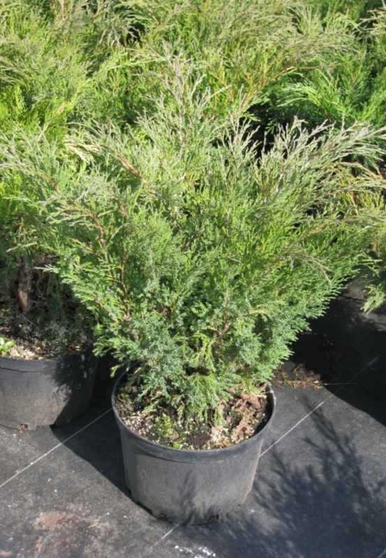 Можжевельник казацкий Мас (Juniperus sabina 'Mas')