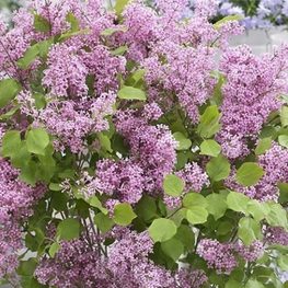 Сирень Мейера Флауэрфеста (Syringa meyeri 'Flowerfesta')