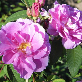 Роза канадская Тереза Багнет (Rosa 'Therese Bugnet')