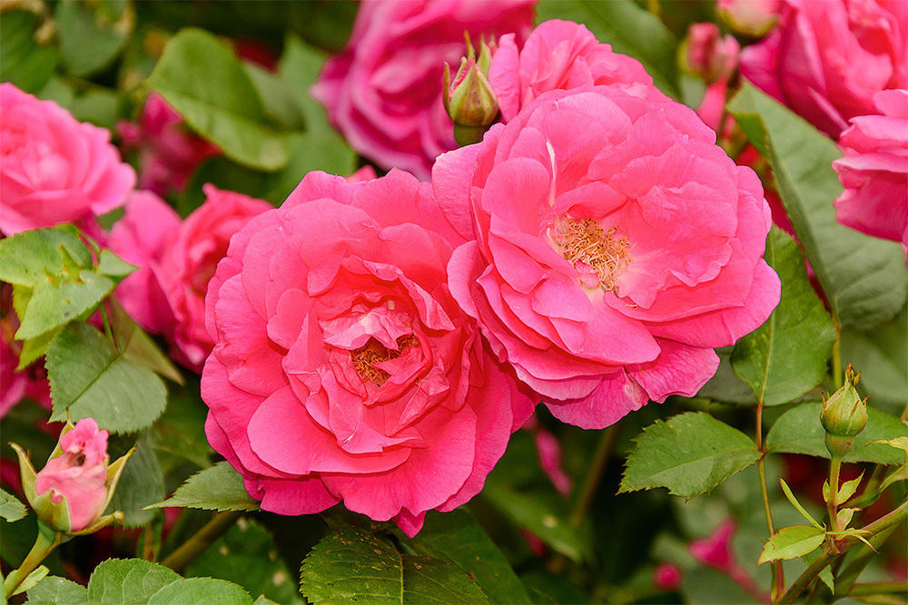 Роза канадская Морден Сентениал (Rosa 'Morden Centennial')