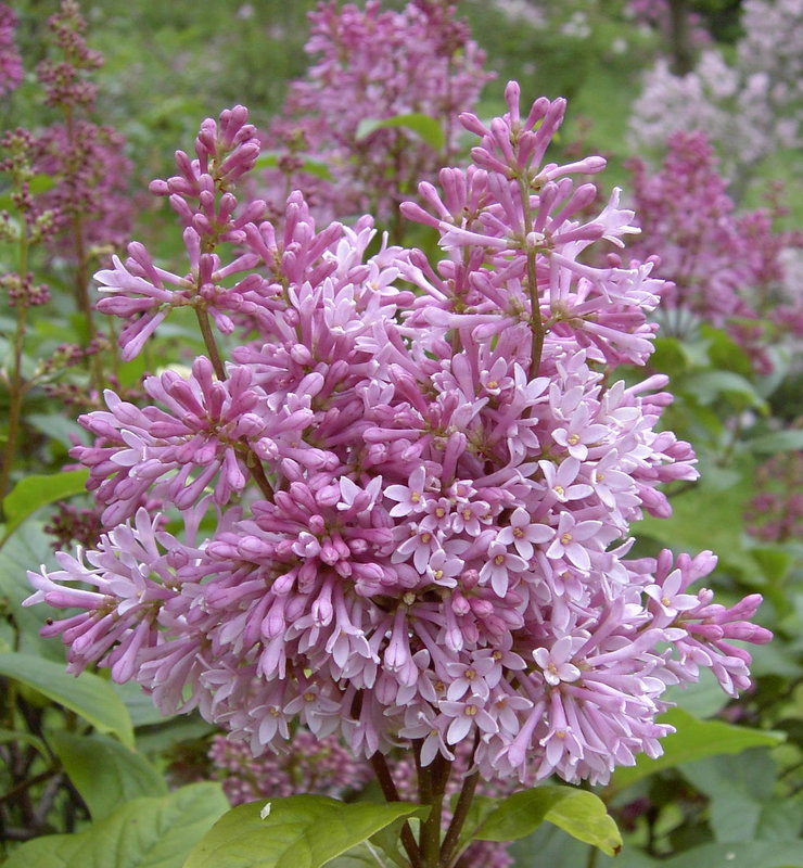 Сирень Престон Хелен (Syringa x prestoniae 'Helen')