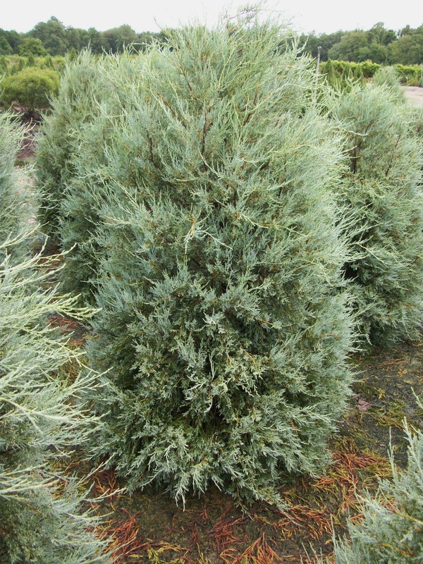 Можжевельник скальный Пасфайндер (Juniperus scopulorum 'Pathfinder')