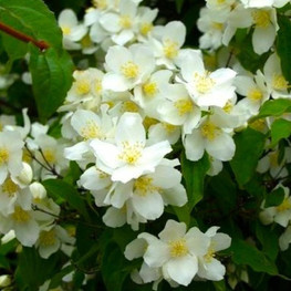 Чубушник венечный Льюиса Ватертон (Philadelphus lewisii 'Waterton')