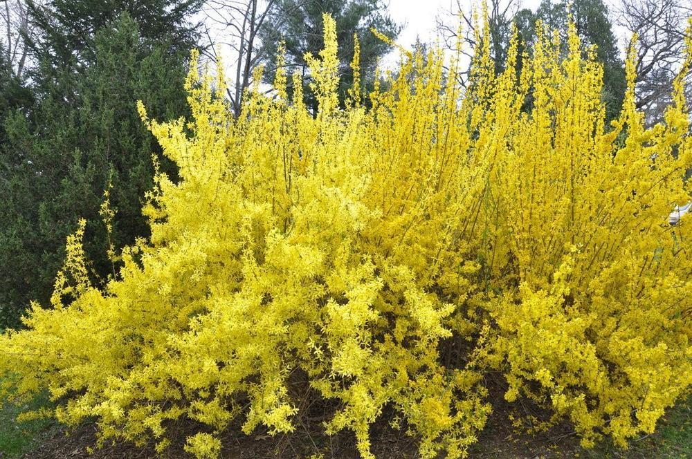 Форзиция средняя Миниголд (Forsythia x intermedia 'Minigold')