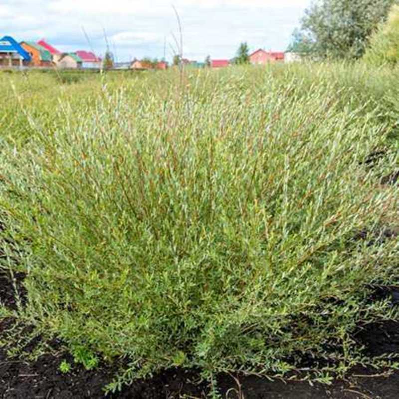 Ива пурпурная Маяк (Salix purpurea 'Mayak')