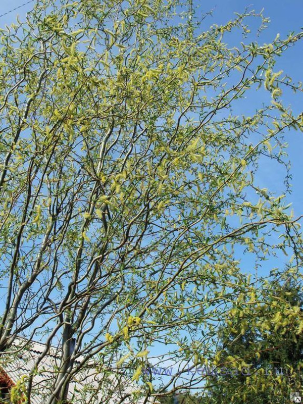 Ива Свердловская Извилистая-2 (Salix 'Sverdlovskaya Izvilistaya 2')