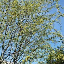 Ива Свердловская Извилистая-2 (Salix 'Sverdlovskaya Izvilistaya 2')