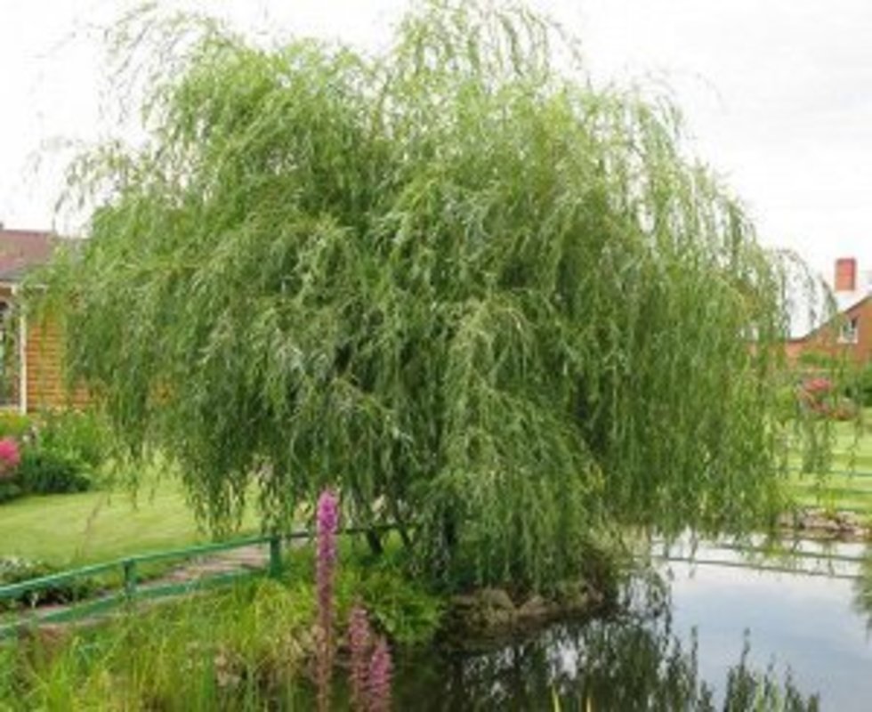 Ива Шатер 2 (Salix 'Shater 2')