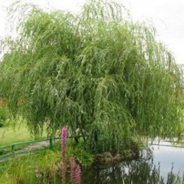 Ива Шатер 2 (Salix 'Shater 2')