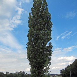 Тополь черный пирамидальный (Populus nigra 'Italica')