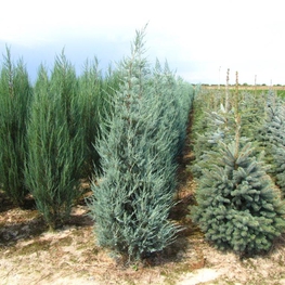 Можжевельник скальный Блю Хэвен (Juniperus scopulorum 'Blue Heaven')