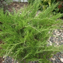 Можжевельник казацкий Кнап Хилл (Juniperus sabina 'Knap Hill')