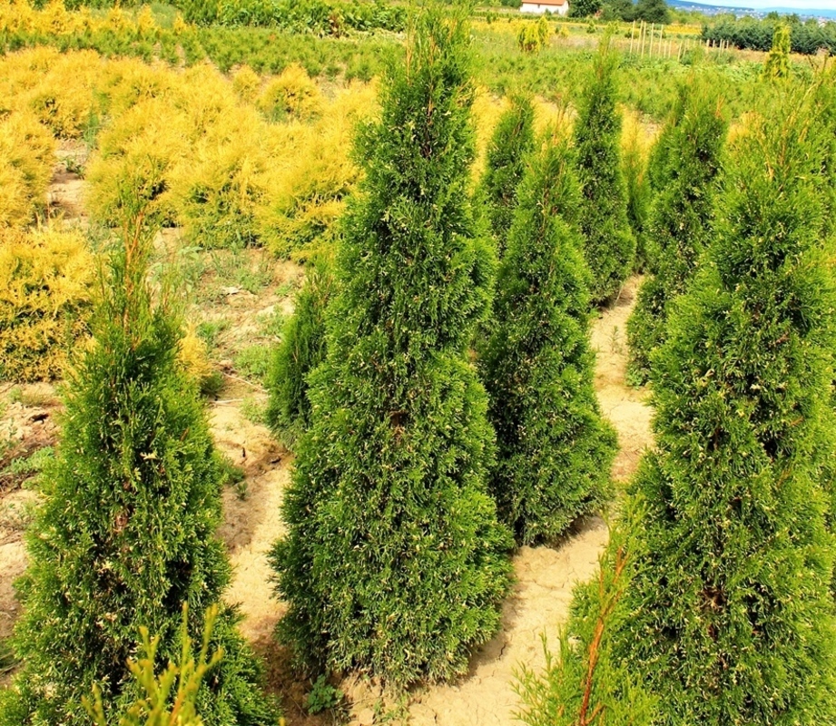 Туя западная Спотти Смарагд (Thuja occidentalis 'Spotty Smaragd')