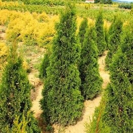 Туя западная Спотти Смарагд (Thuja occidentalis 'Spotty Smaragd')