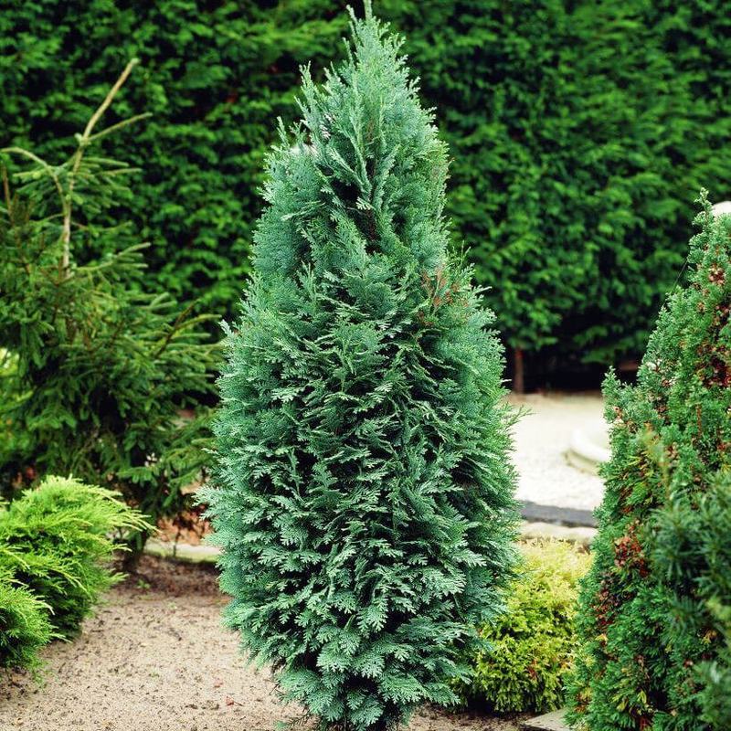 Кипарисовик Лавсона Колумнарис (Chamaecyparis lawsoniana 'Columnaris')