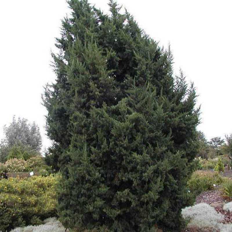 Можжевельник китайский Монарх (Juniperus chinensis 'Monarch')