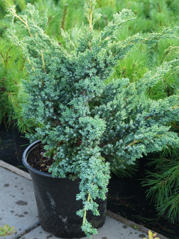 Можжевельник чешуйчатый Блю Компакт (Juniperus squamata 'Blue Compact')