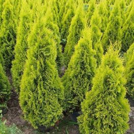 Туя западная Джанед Голд (Thuja occidentalis 'Janed Gold')