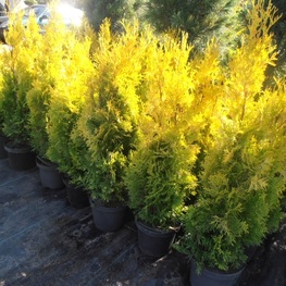 Туя западная Мария (Thuja occidentalis 'Maria')
