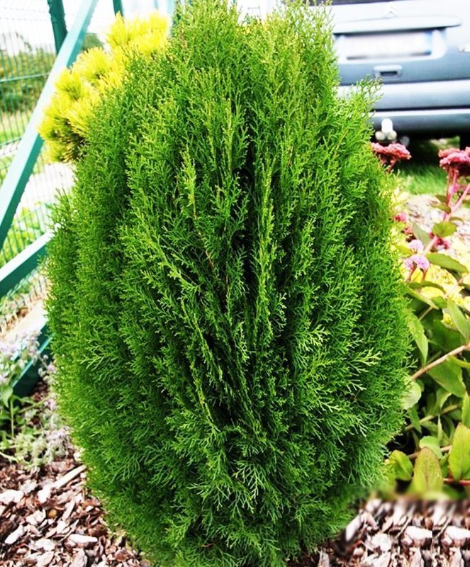 Туя западная Тип Топ (Thuja occidentalis 'Tip Top')