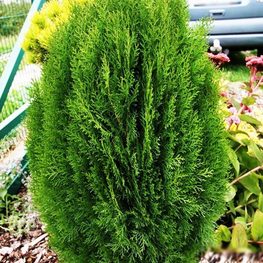 Туя западная Тип Топ (Thuja occidentalis 'Tip Top')