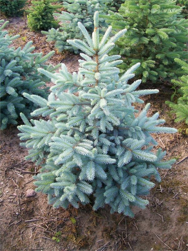 Ель колючая Кайбаб (Picea pungens 'Kaibab')