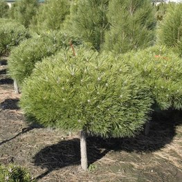 Сосна черная Бамбино (Pinus nigra 'Bambino')