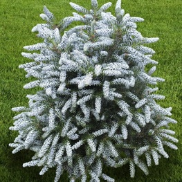 Пихта корейская Сильвер Стар (Abies koreana 'Silver Star')