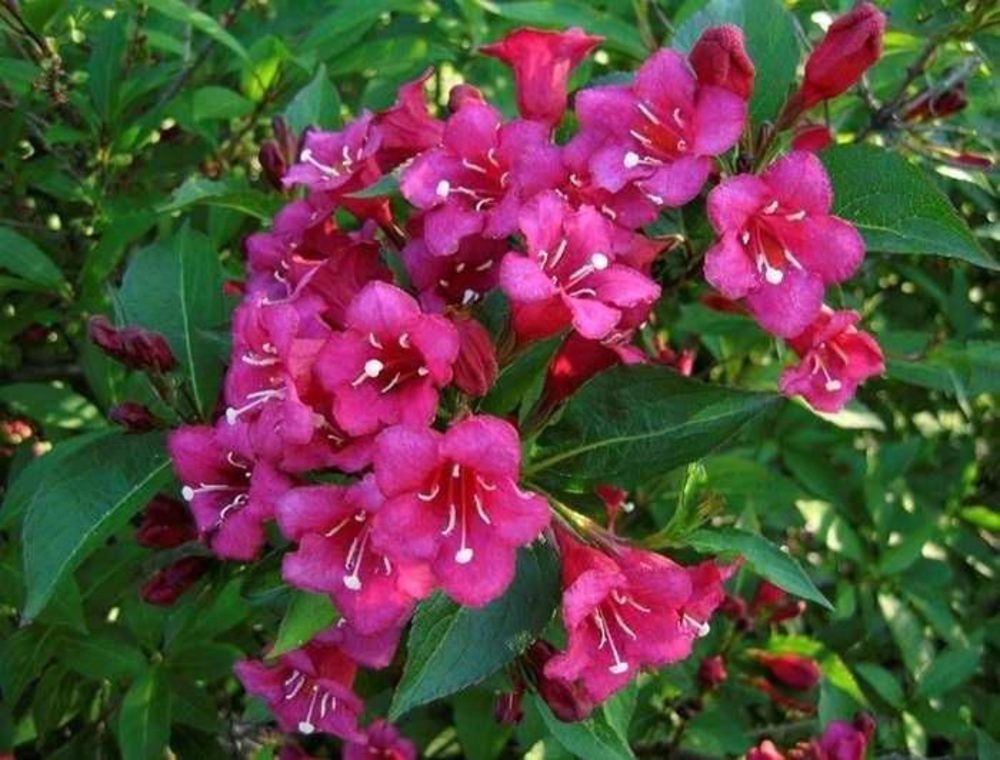 Вейгела Ева Ратке (Weigela 'Eva Rathke')