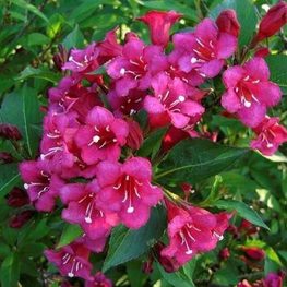 Вейгела Ева Ратке (Weigela 'Eva Rathke')