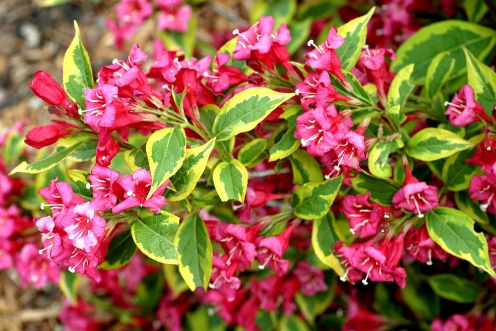 Вейгела цветущая Бригелла (Weigela florida 'Brigella')