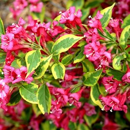 Вейгела цветущая Бригелла (Weigela florida 'Brigella')