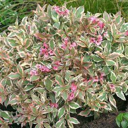 Вейгела цветущая Вервейг (Weigela florida 'Verweig')