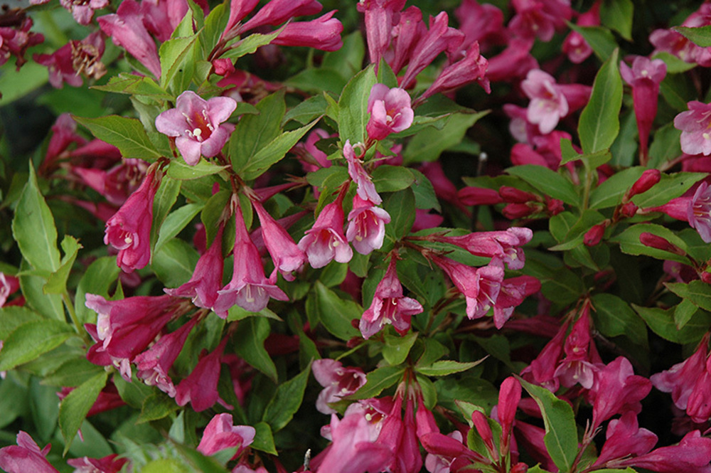 Вейгела цветущая Минуэт (Weigela florida 'Minuet')