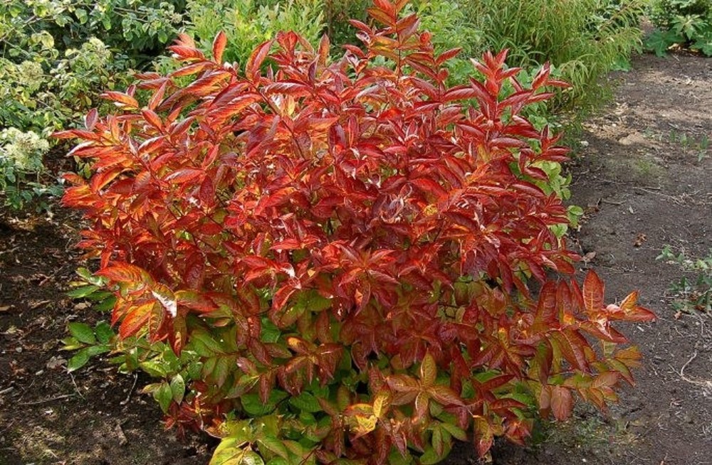 Вейгела цветущая Вингс оф Файер (Weigela florida 'Wings of Fire')