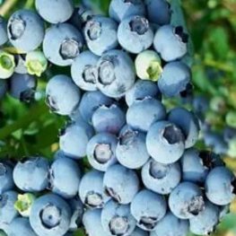 Голубика Блюголд (Vaccinium corymbosum 'Bluegold')