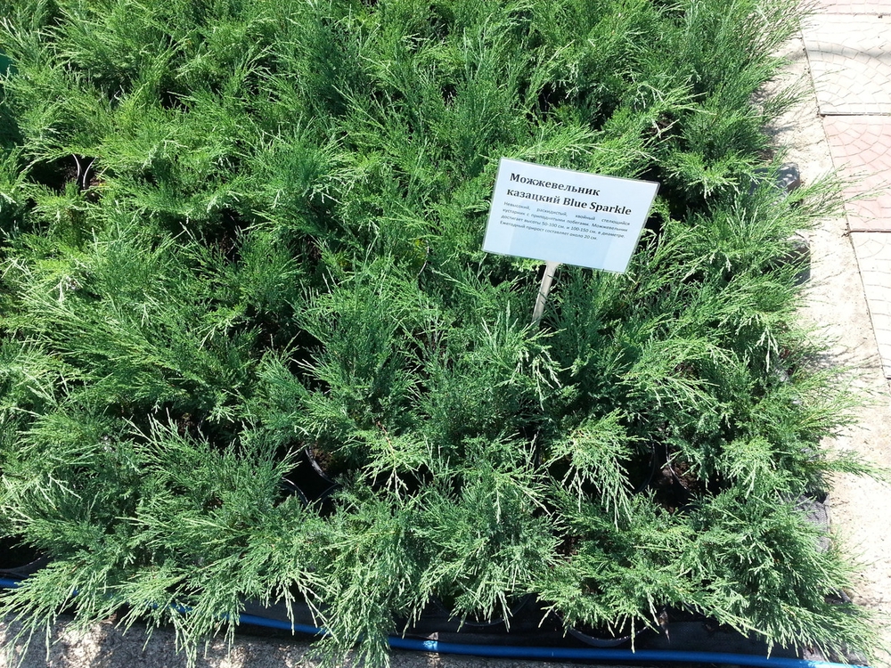 Можжевельник казацкий Блю Спаркл (Juniperus sabina 'Blue Sparkle')