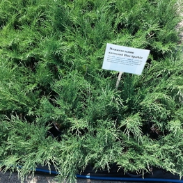 Можжевельник казацкий Блю Спаркл (Juniperus sabina 'Blue Sparkle')