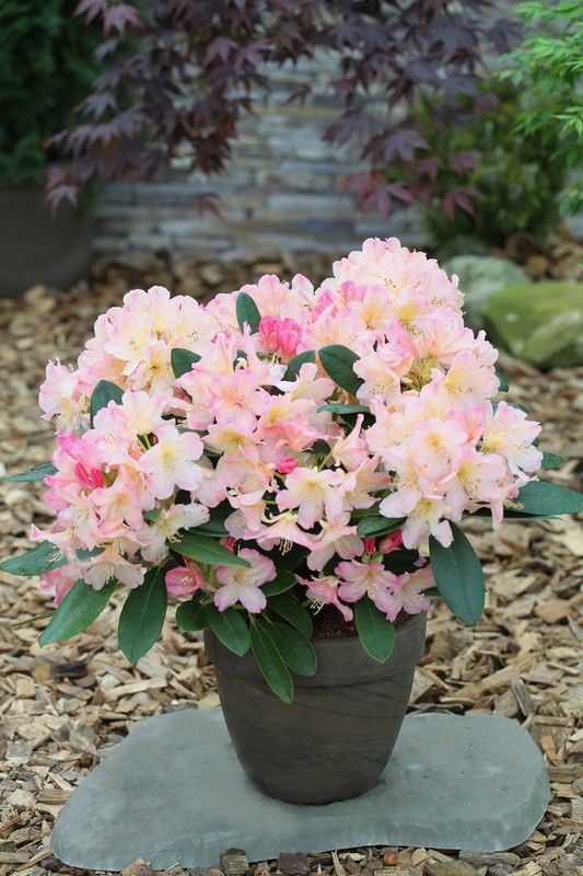 Рододендрон Перси Вайзман (Rhododendron 'Percy Wiseman')