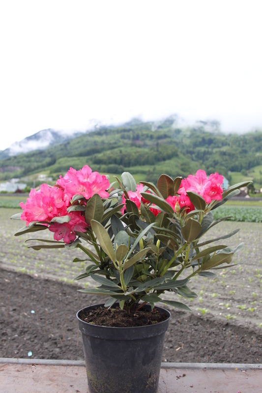 Рододендрон якушиманский Снизи (Rhododendron yakushimanum 'Sneezy')