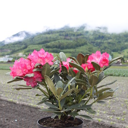 Рододендрон якушиманский Снизи (Rhododendron yakushimanum 'Sneezy')