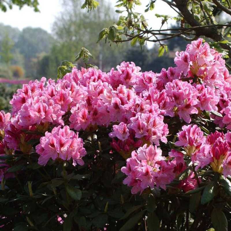 Рододендрон Космополитан (Rhododendron 'Cosmopolitan')
