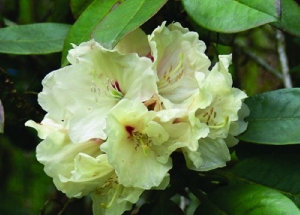 Рододендрон Элси Штравер (Rhododendron 'Elsie Straver')