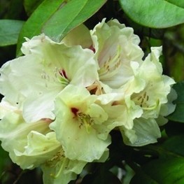 Рододендрон Элси Штравер (Rhododendron 'Elsie Straver')