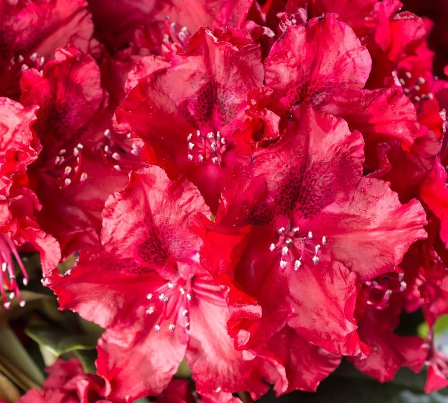 Рододендрон гибридный Хахманнс Фойершайн (Rhododendron 'Hachmann's Feuerschein')