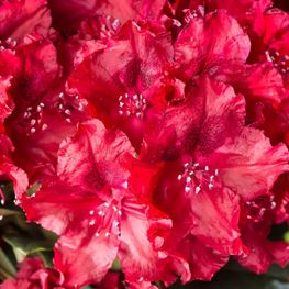 Рододендрон гибридный Хахманнс Фойершайн (Rhododendron 'Hachmann's Feuerschein')