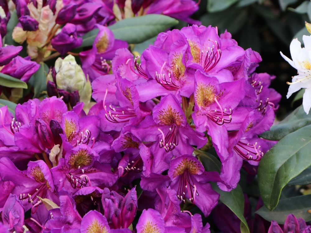Рододендрон Марсель Менар (Rhododendron 'Marcel Menard')