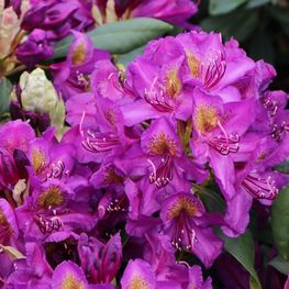 Рододендрон Марсель Менар (Rhododendron 'Marcel Menard')