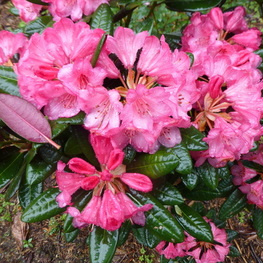 Рододендрон Вайн энд Роузес (Rhododendron 'Wine & Roses')