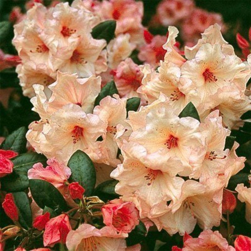 Рододендрон Вирджиния Ричардс (Rhododendron 'Virginia Richards')